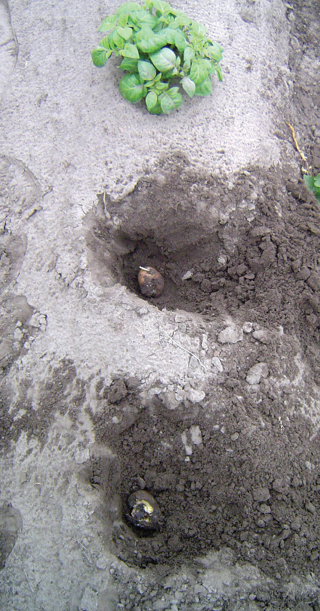 Dry rot